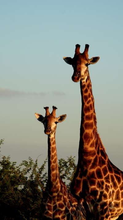 AFRICAN WILDLIFE